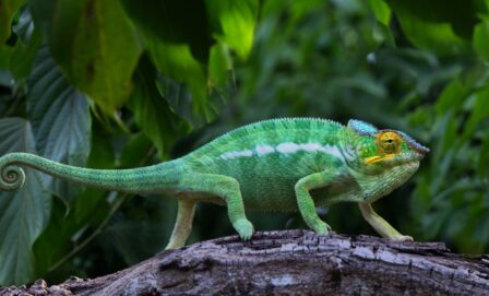 1. Przyjazd na Madagaskar