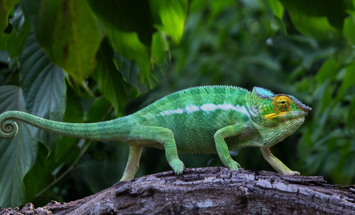 1. Przyjazd na Madagaskar