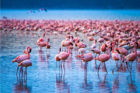 20. Jeszcze jeden park i setki tysięcy flamingów
