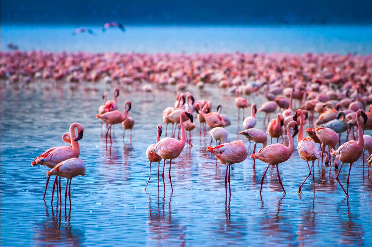 20. Jeszcze jeden park i setki tysięcy flamingów