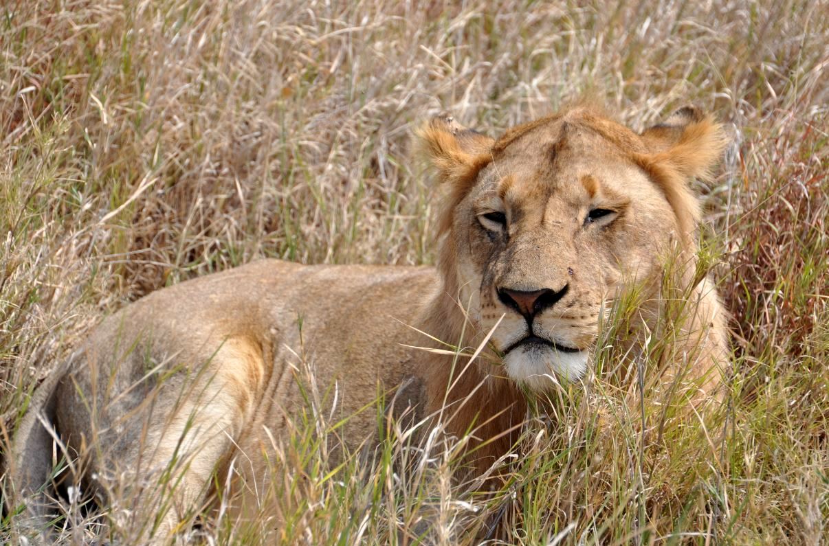 7. Safari w pełnej okazałości