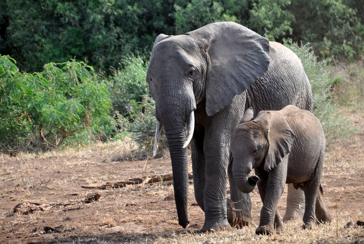 6. W Tanzanii - kierunek: SAFARI